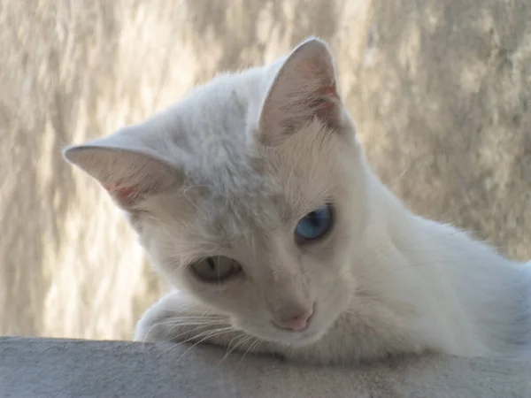 Närbild Skott Härlig Vit Katt Med Heterokromi Tittar Ner Från — Stockfoto