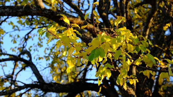 Egy Közeli Felvétel Színes Őszi Levelekről Ágakon — Stock Fotó