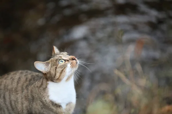 Bir Derenin Yakınındaki Bir Sesin Çektiği Gri Bir Kedi Manzarası — Stok fotoğraf