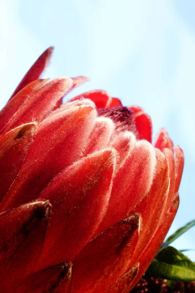 Tiro Close Uma Bela Flor — Fotografia de Stock