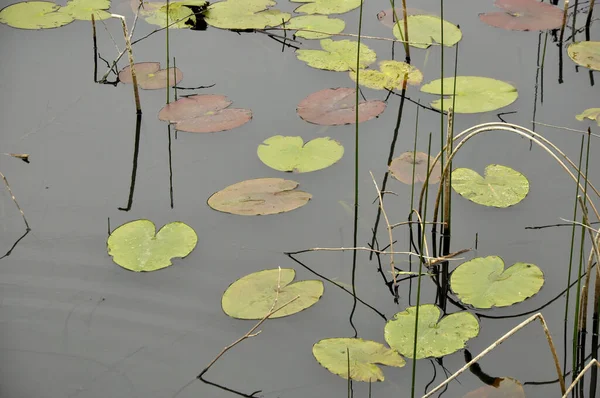 トルコのアカル フラッドプレイン フォレストの池の蓮の高角度ショット — ストック写真