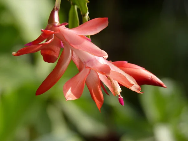 Vánoční Kaktus Nebo Schlumbergera Trunkata Květ Jaře — Stock fotografie