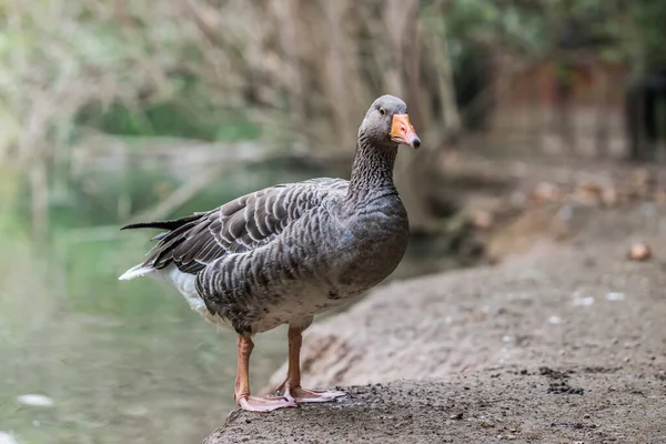 Een Closeup Shot Van Een Wilde Gans Wazige Achtergrond — Stockfoto