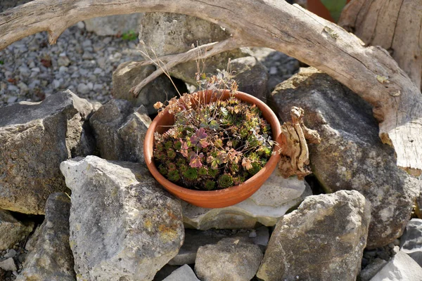 Een Beschadigde Bloemenstok Een Pot Een Stenig Oppervlak — Stockfoto