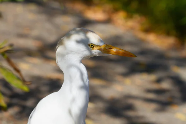 Mise Point Sélective Une Aigrette Capturée Par Une Journée Ensoleillée — Photo