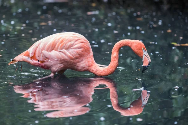 Een Selectieve Focus Shot Van Een Mooie Roze Flamingo Waden — Stockfoto