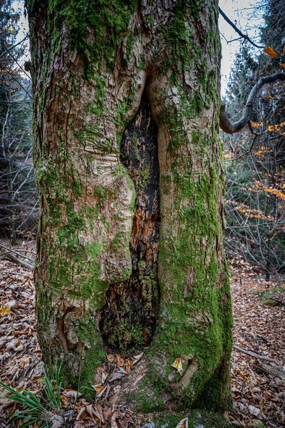 Vertical Shot Tree Trunk Covered Moss Black Forest Germany — Stock Photo, Image