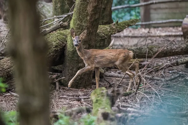 森林里一只可爱的小鹿的选择性镜头 — 图库照片