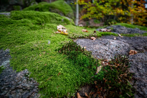 德国黑森林里 一张用苔藓覆盖的石子制成的特写镜头 — 图库照片