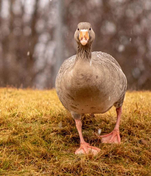 Gros Plan Une Oie Greylag Dans Champ Sous Pluie Avec — Photo