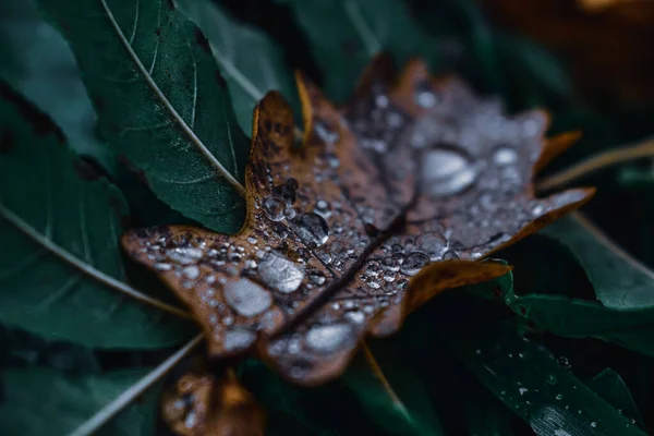 Ένα Κοντινό Πλάνο Σταγόνες Νερού Στα Φθινοπωρινά Φύλλα — Φωτογραφία Αρχείου