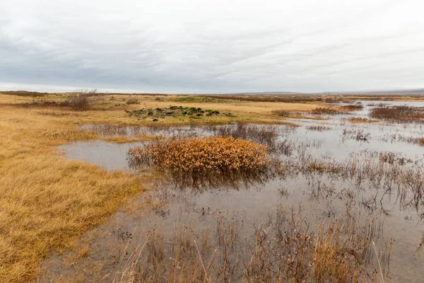 Slaná Bažina Podél Islandského Pobřeží — Stock fotografie