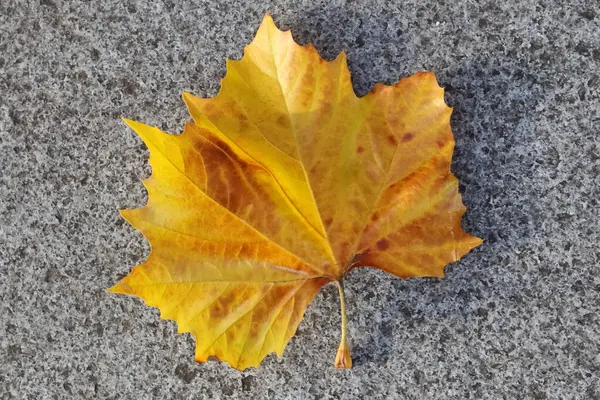 Gros Plan Feuille Jaune Sur Sol — Photo