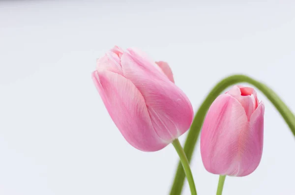 Крупный План Красивые Розовые Тюльпаны Белом Фоне — стоковое фото
