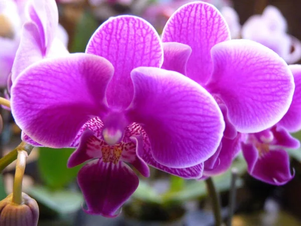 Tiro Perto Acima Uma Flor Orchid Sua Flor Cheia Mola — Fotografia de Stock