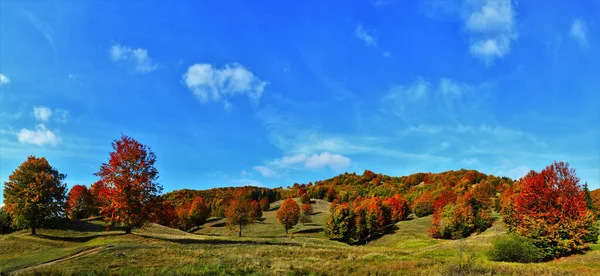 Ein Malerischer Blick Auf Die Herbstliche Natur Malerische Bäume Mit — Stockfoto