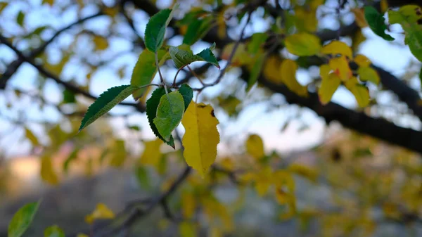 Enfoque Selectivo Coloridas Hojas Otoño Las Ramas —  Fotos de Stock