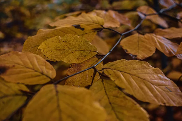 Een Close Shot Van Herfstbladeren Het Bos — Stockfoto