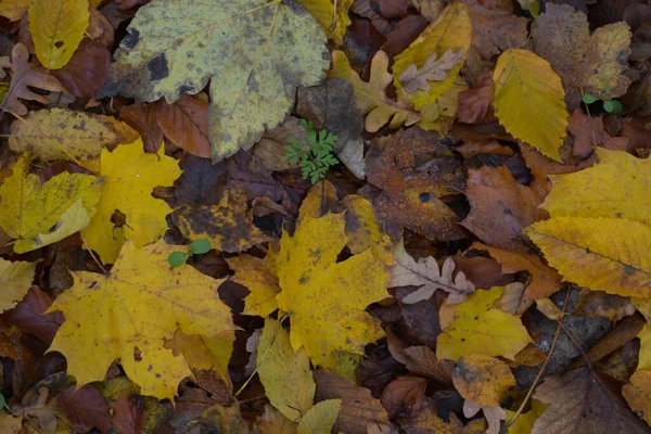 Gros Plan Des Feuilles Automne Dans Forêt — Photo