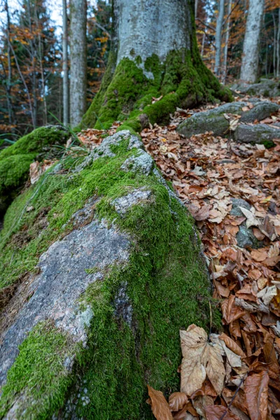 Вертикальний Камінь Дерева Вкриті Мохом Чорному Лісі Німеччина — стокове фото