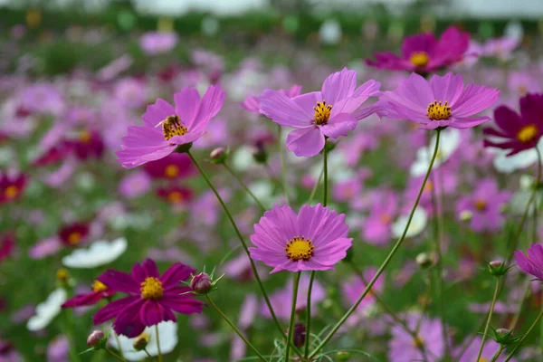 Strzał Pięknych Purpurowych Kwiatów Rosnących Polu Pszczół Zbierających Nektar — Zdjęcie stockowe