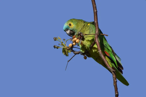 Amazona Frente Turquesa Amazona Aestiva Feein Natureza Parque Cidade Buenos — Fotografia de Stock