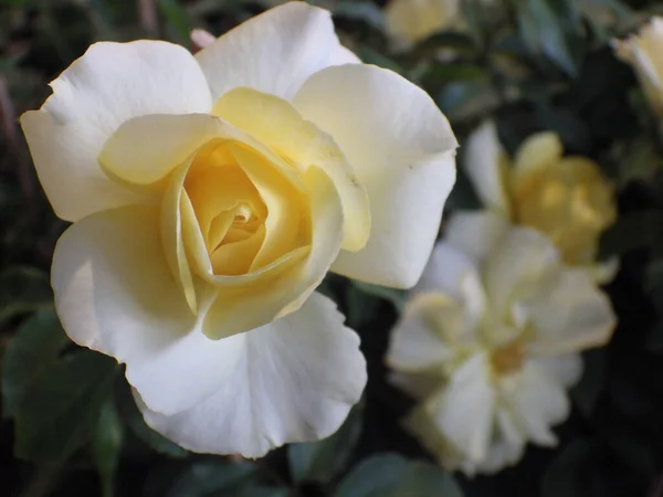 Plan Rapproché Une Fleur Rose Blanche Poussant Dans Jardin — Photo