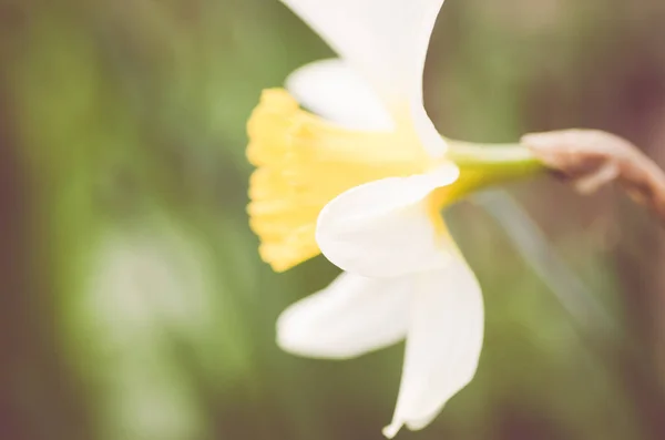 Plan Sélectif Une Jonquille Sauvage Dans Jardin — Photo