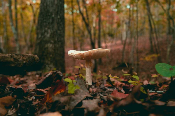 Közelkép Egy Gombáról Ami Erdőben — Stock Fotó