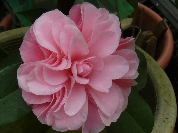 Güzel Bir Kamelya Çiçeği Tomurcuklanmış — Stok fotoğraf