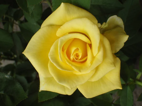 Plan Rapproché Une Fleur Rose Jaune Poussant Dans Jardin — Photo