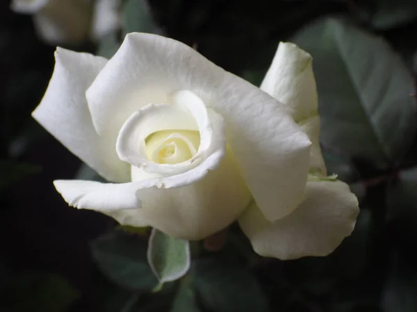 Close Shot White Rose Flower Growing Garden — Stock Photo, Image