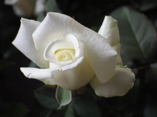 Primer Plano Una Flor Rosa Blanca Creciendo Jardín — Foto de Stock