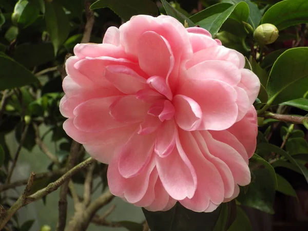 Крупним Планом Рожева Квітка Камелії Цвіте Саду — стокове фото