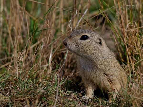 Primer Plano Una Pequeña Ardilla Campo — Foto de Stock