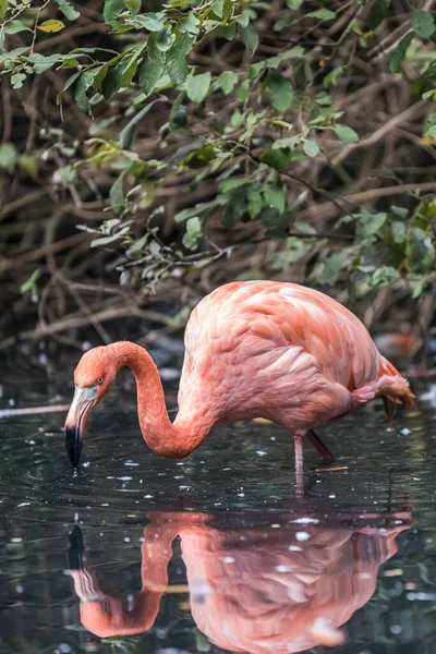 Tiro Seletivo Foco Flamingo Rosa Bonito Que Vagueia Água — Fotografia de Stock