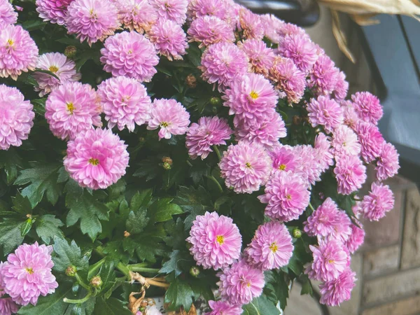 Bahçede Mor Yıldız Çiçeklerinin Yakın Çekimi — Stok fotoğraf