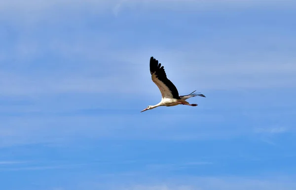 白人のコウノトリ チコニア マルタ島に移住 鳥は飛行中で翼と首が伸び青い朝の空を飛んでいる — ストック写真