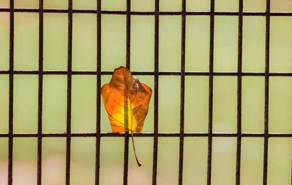 Close Uma Folha Amarelo Laranja Preso Cerca Metal Enferrujado — Fotografia de Stock