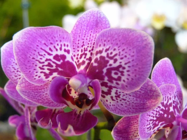 Крупный План Цветка Орхидеи Полном Расцвете Весной — стоковое фото