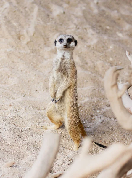 Selective Focus Shot Cute Meerkat Two Legs Zoo — Stock Photo, Image