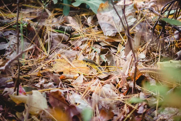 Tiro Perto Uma Cobra Escondida Nas Folhas Floresta — Fotografia de Stock