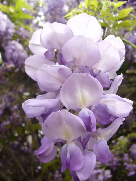 Een Verticaal Shot Van Pruple Wisteria Bloemen Groeiend Homeyard — Stockfoto