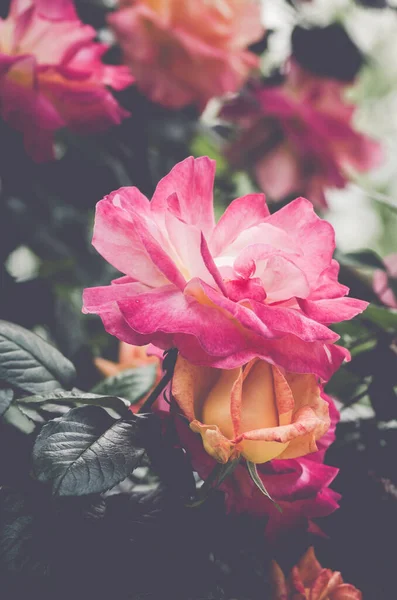一缕清澈的美丽花园玫瑰 — 图库照片