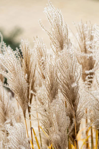 Nahaufnahme Einer Zierpflanze Garten — Stockfoto