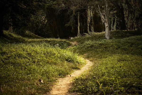 Caminho Estreito Uma Floresta Com Grama Verde Cercada Por Árvores — Fotografia de Stock