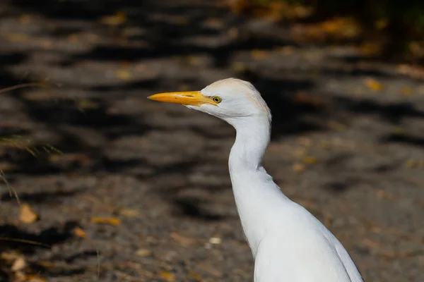 Selektiv Fokusbild Egret Fångad Solig Dag — Stockfoto