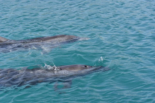 海の公園の青い海で泳いでいる2匹のイルカのクローズアップ — ストック写真