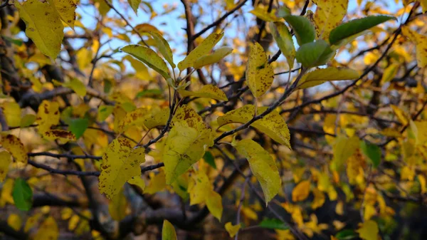 Selektywne Ujęcie Kolorowych Jesiennych Liści Gałęziach — Zdjęcie stockowe