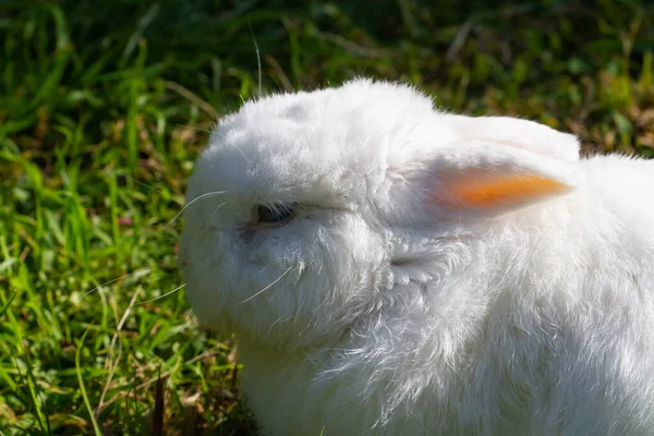 Closeup Cute White Tiny Rabbit Field Next Grass Sunny Day — Stock Photo, Image